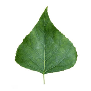 Original Poplar Leaf