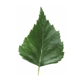 Original Silver Birch Leaf