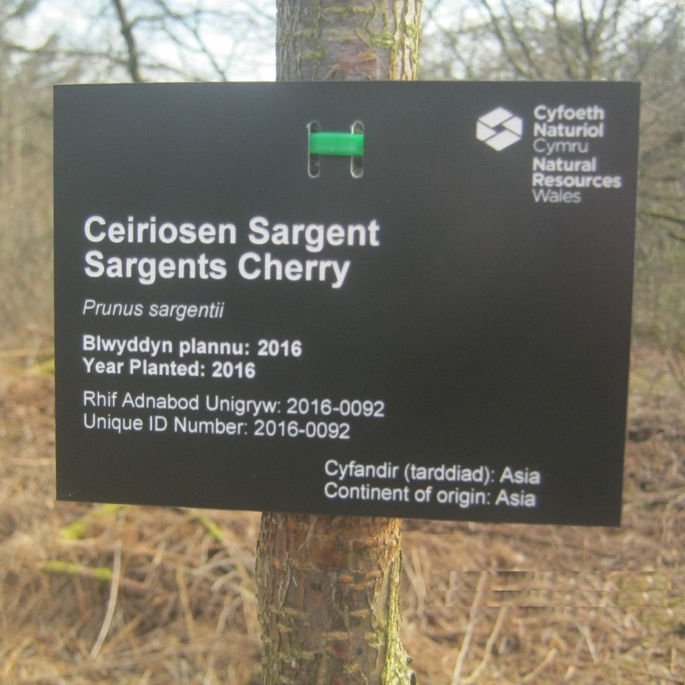 Tree label engraved with the Natural Resources logo, attached to a tree for identification